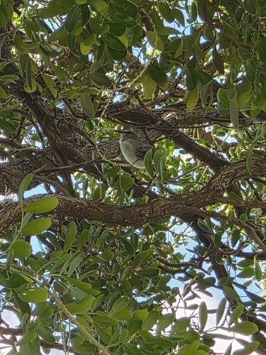 Northern Mockingbird