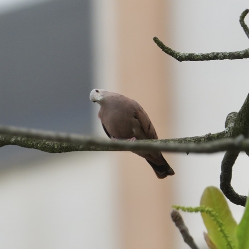 Ruddy Ground Dove