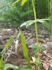 Lysimachia quadrifolia