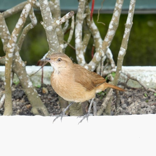 Rufous Hornero