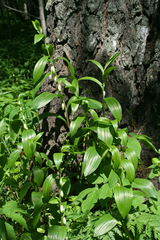 Polygonatum humile
