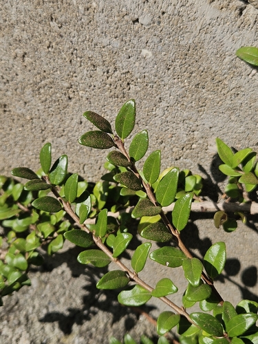 Boxleaf Honeysuckle
