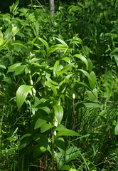 Polygonatum humile