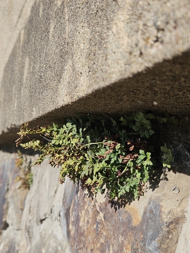wall-rue
