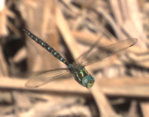 Shadow Darner