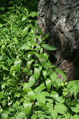 Polygonatum humile