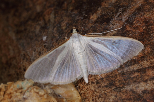 Jasmine Moth
