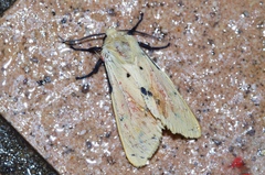 Spilarctia seriatopunctata