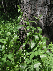 Polygonatum humile