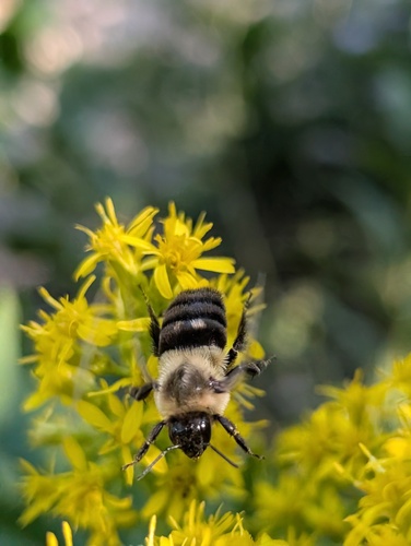 Common Eastern Bumble Bee