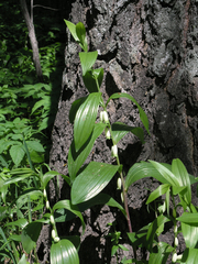 Polygonatum humile