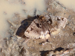 Euclidia ardita