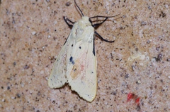 Spilarctia seriatopunctata