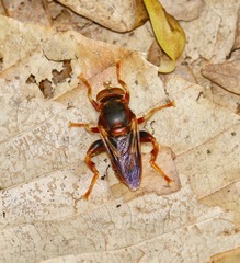 Teuchocnemis bacuntius