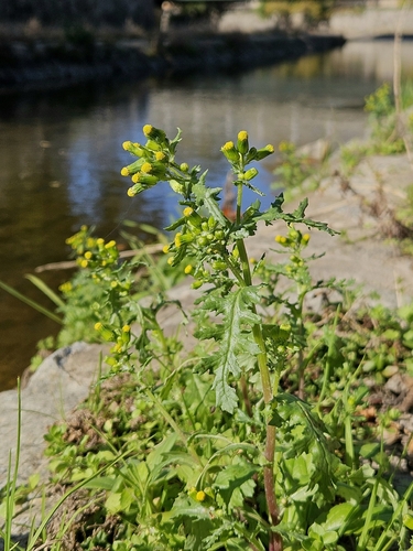 common groundsel