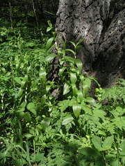 Polygonatum humile