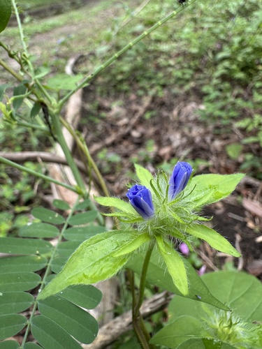 Hairy cluster-vine