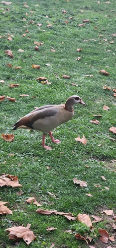 Egyptian Goose