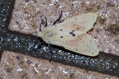 Spilarctia seriatopunctata