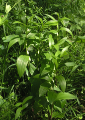 Polygonatum humile
