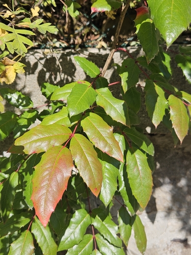 Oregon grape