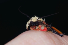 Spilarctia seriatopunctata