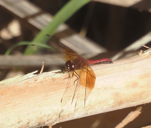 Band-winged Meadowhawk