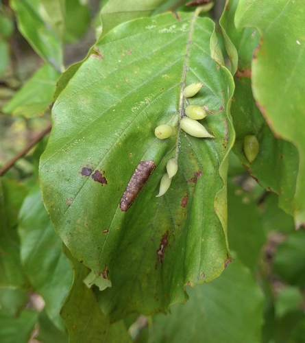 Beech Gall Midge