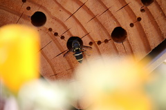 Pachodynerus californicus