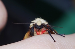 Spilarctia seriatopunctata