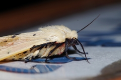 Spilarctia seriatopunctata