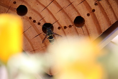 Pachodynerus californicus