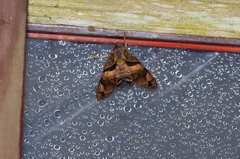 Macroglossum pyrrhosticta