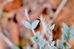 Lathyrus brachycalyx
