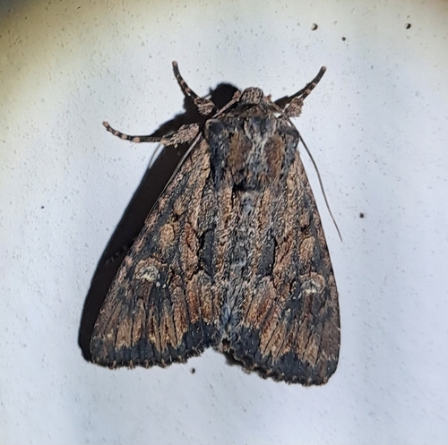 Bedrule Brocade