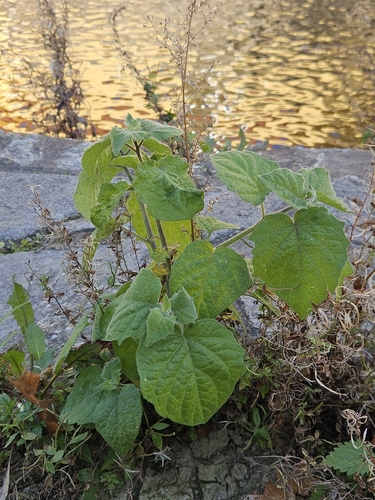 Cape gooseberry