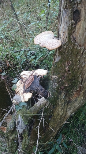 Dryad's Saddle