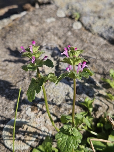 henbit deadnettle