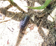Armadillidium vulgare