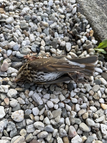 Song Thrush