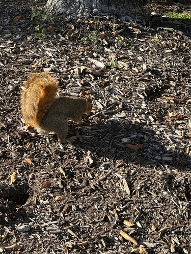 Eastern Fox Squirrel