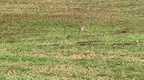 Killdeer