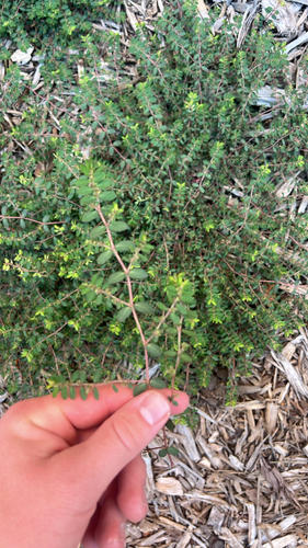 Spotted spurge