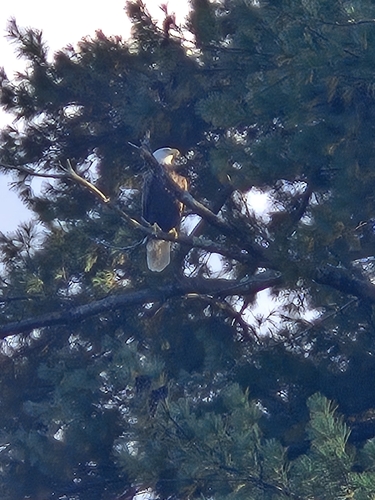 Bald Eagle
