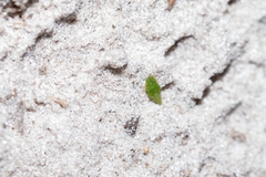 Xerophloea
