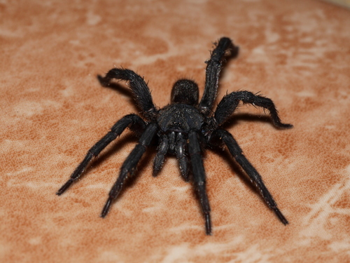 Barychelidae