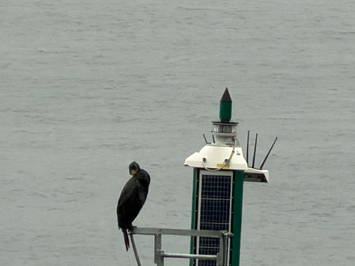 Great Cormorant