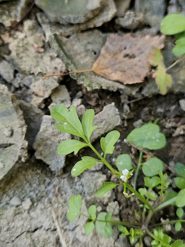 Nursery bittercress