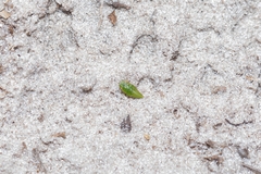 Xerophloea