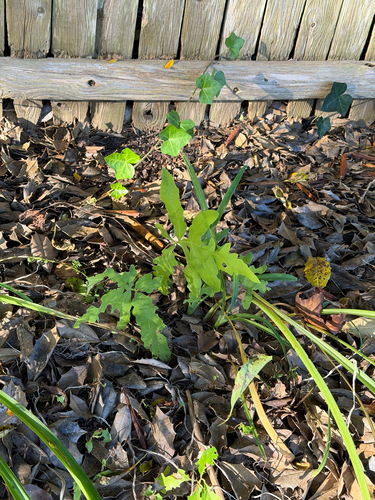 sensitive fern
